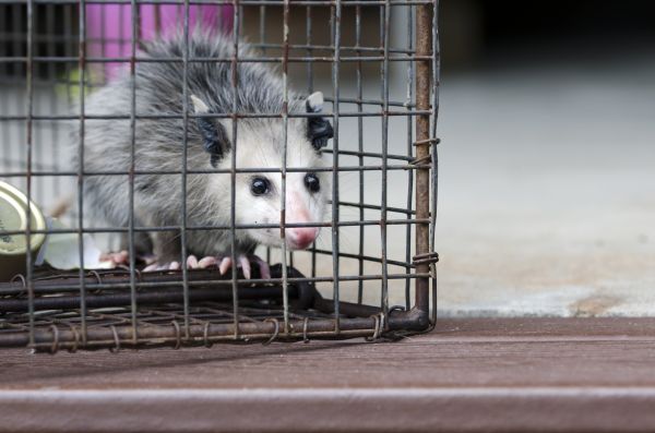 Fort Collins Wildlife Removal