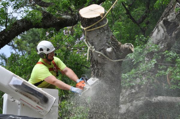 Fort Collins Tree Trimming